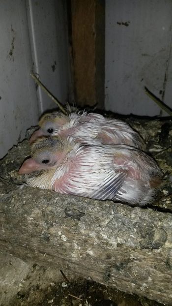  - Pui 2018 din toate rasele