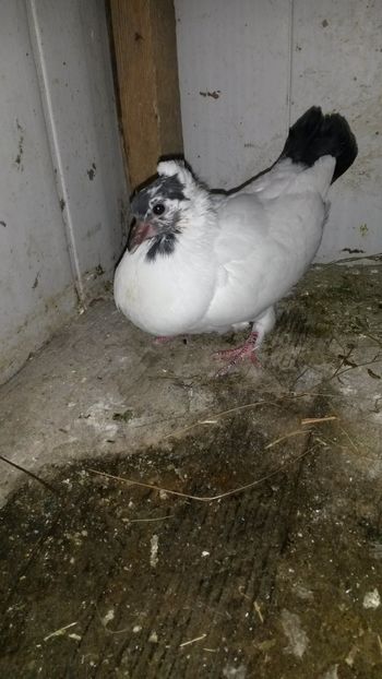  - Pui 2018 din toate rasele