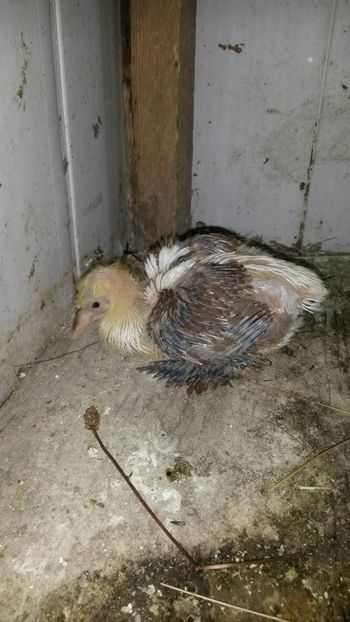  - Pui 2018 din toate rasele