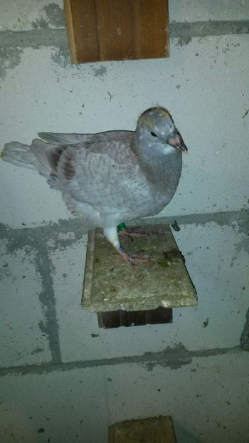  - Pui 2018 din toate rasele