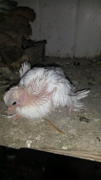  - Pui 2018 din toate rasele