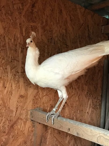  - PĂUN SPALDING WHITE