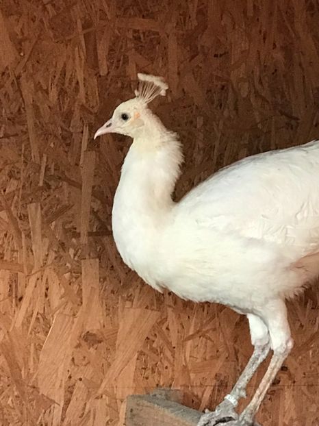  - PĂUN SPALDING WHITE