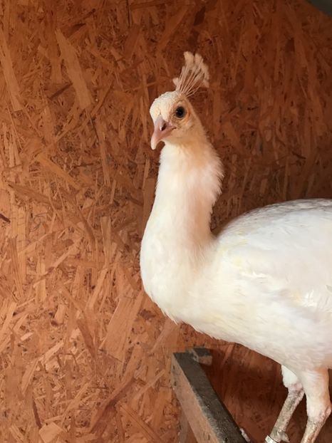  - PĂUN SPALDING WHITE