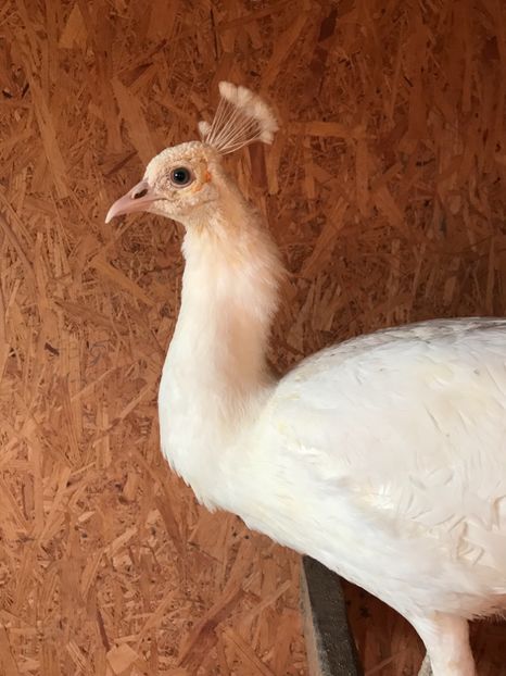  - PĂUN SPALDING WHITE