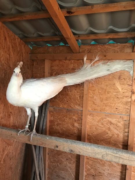  - PĂUN SPALDING WHITE