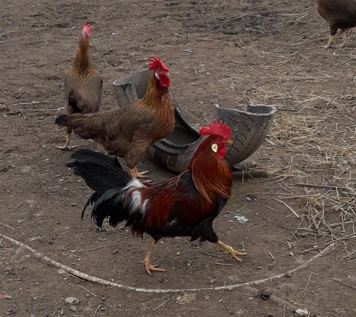  - Italian potarnichiu