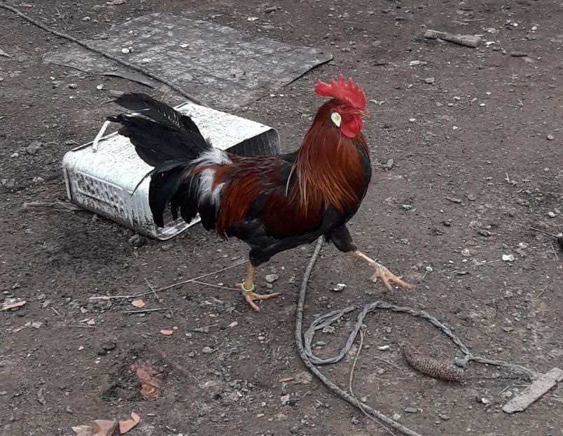  - Italian potarnichiu