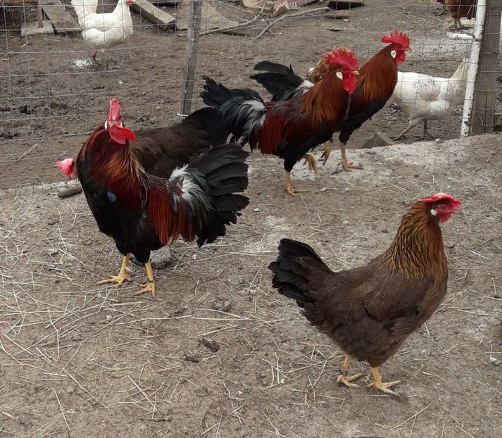  - Italian potarnichiu