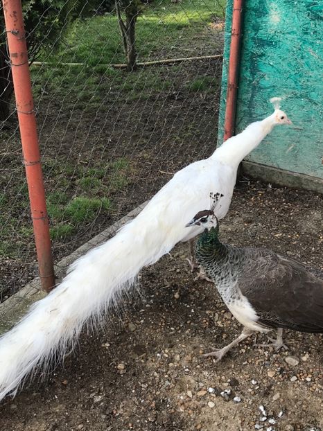  - PĂUN SPALDING WHITE