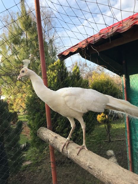  - PĂUN SPALDING WHITE