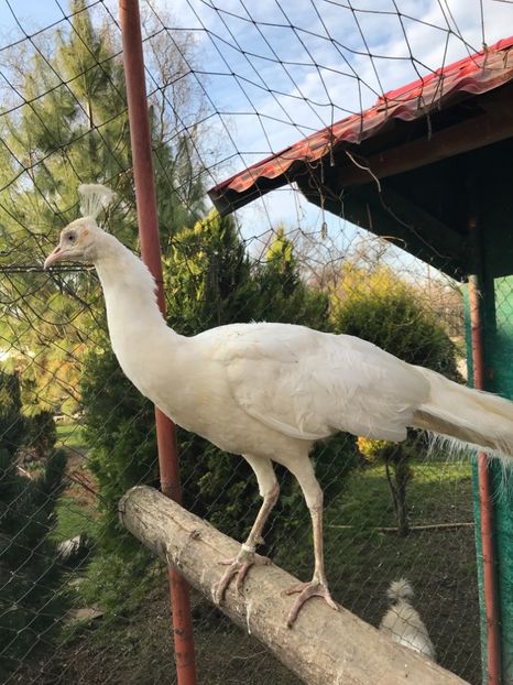  - PĂUN SPALDING WHITE