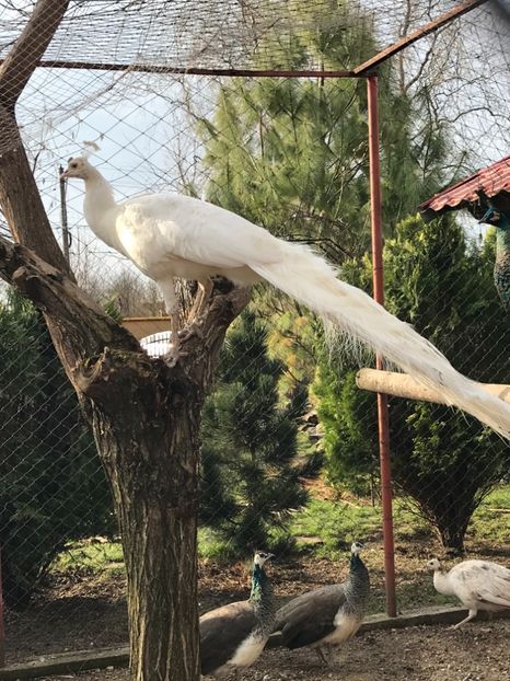  - PĂUN SPALDING WHITE