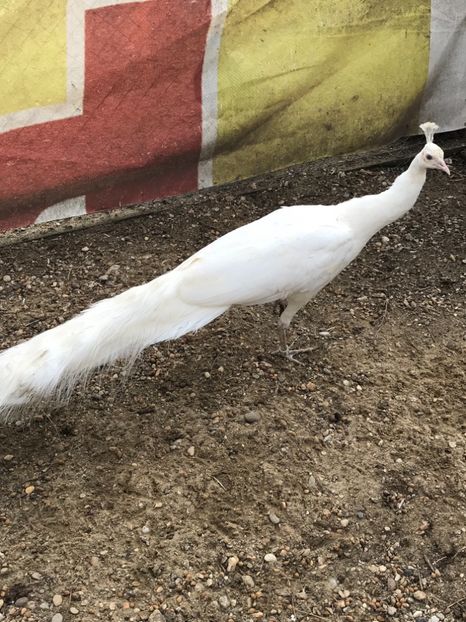  - PĂUN SPALDING WHITE