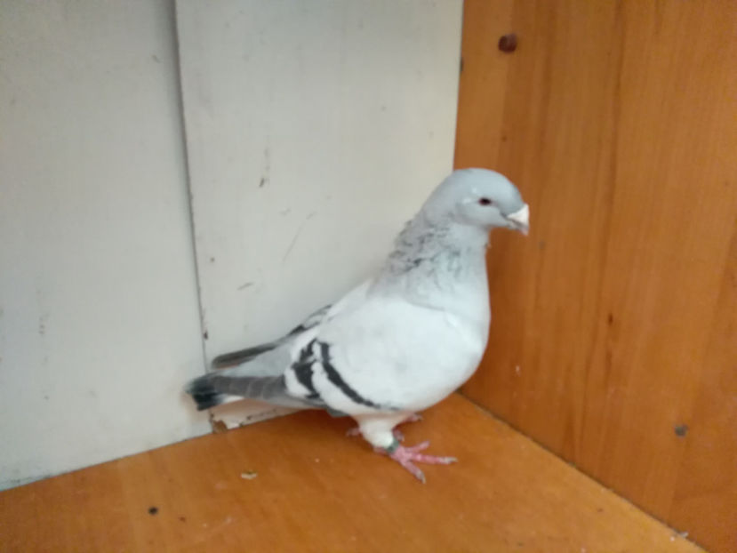 F. PL. 2014 - Porumbei  vinduti