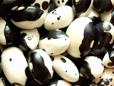 Yin Yang -Panda 20 seminte – 5 RON - Fasole