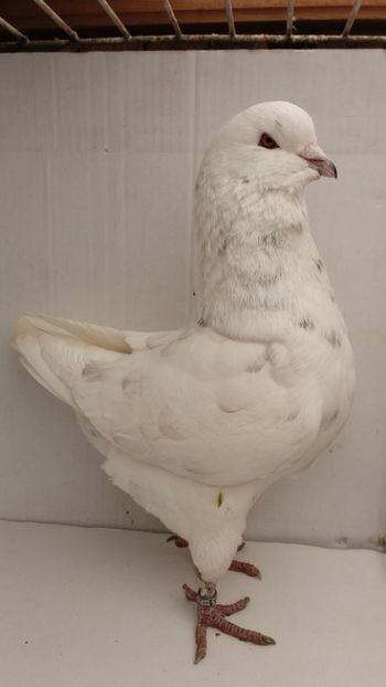 M 2014 vandut 50 - De vanzare kingi