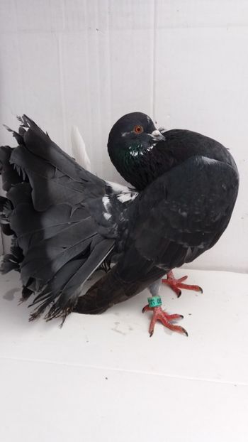 M 2015 vandut - De vanzare voltati