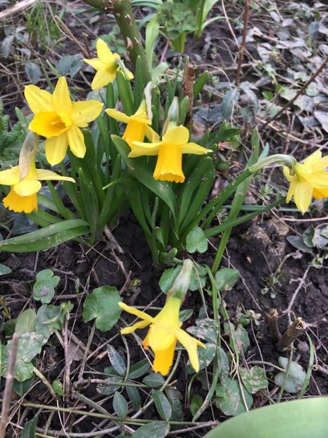 Tete a tete - Narcise 2018 24 25