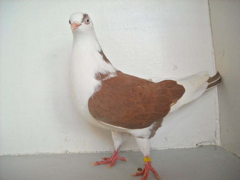  - PORUMBEI CARE MI AU APARTINUT