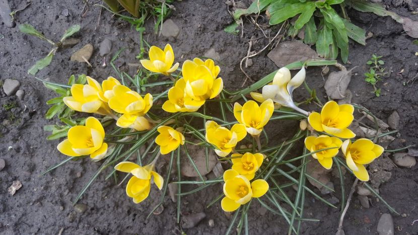 20180330_135808(0) - Brânduşe 2020