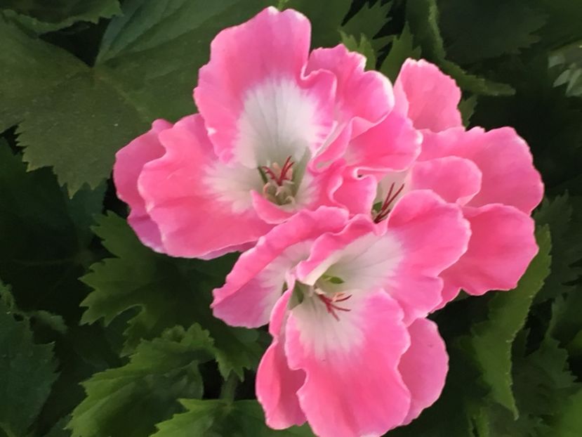 Delhi - Muscate colectie