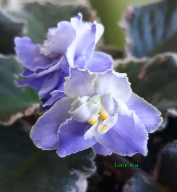 Sansoucy Coco - AA violete africane de colectie