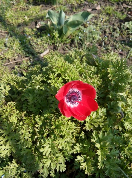30 martie-anemona - gradina 2018