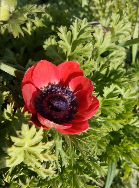 30 martie-anemona - gradina 2018