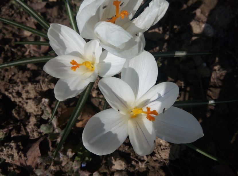 30 martie - gradina 2018