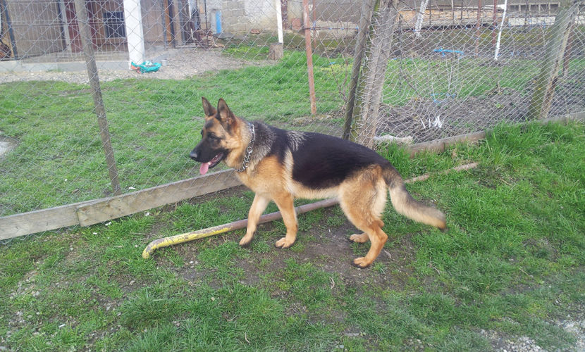  - 15 Paznic in devenire