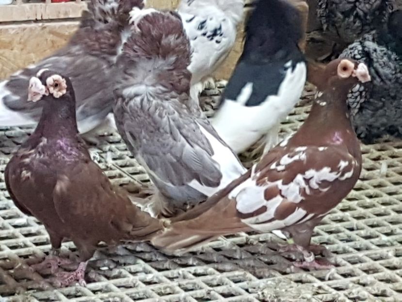  - CARUNCULATI Pentru 2020