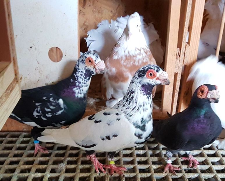  - CARUNCULATI Pentru 2020