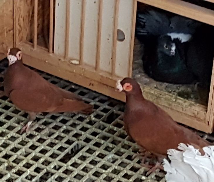  - CARUNCULATI Pentru 2020