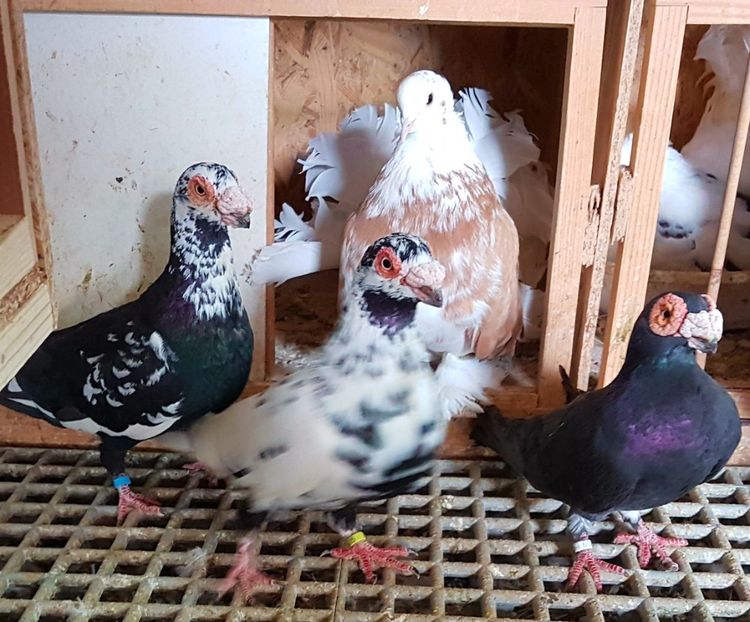  - CARUNCULATI Pentru 2020