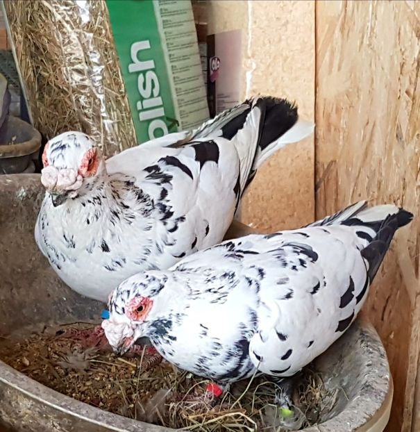  - CARUNCULATI Pentru 2020