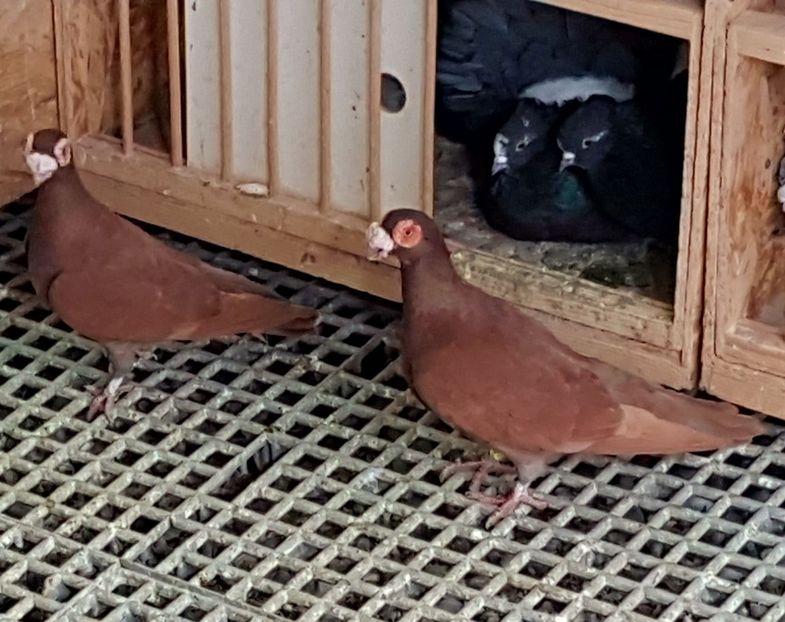  - CARUNCULATI Pentru 2020