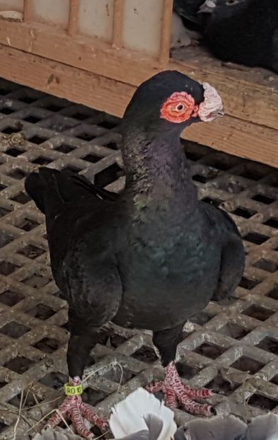  - CARUNCULATI Pentru 2020