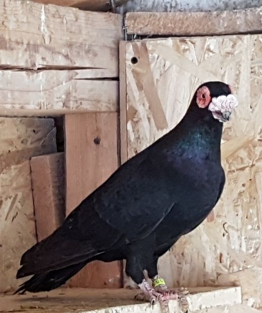  - CARUNCULATI Pentru 2020