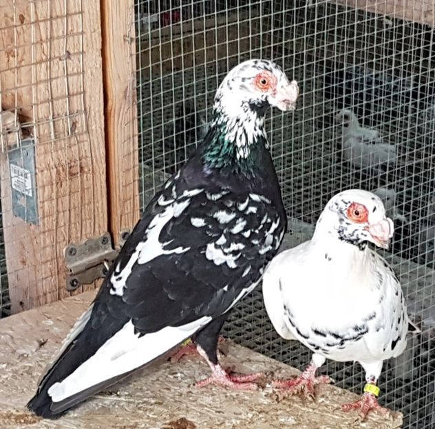  - CARUNCULATI Pentru 2020