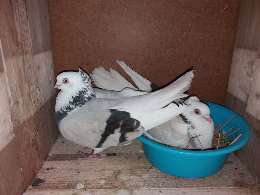  - Jucători de Amara