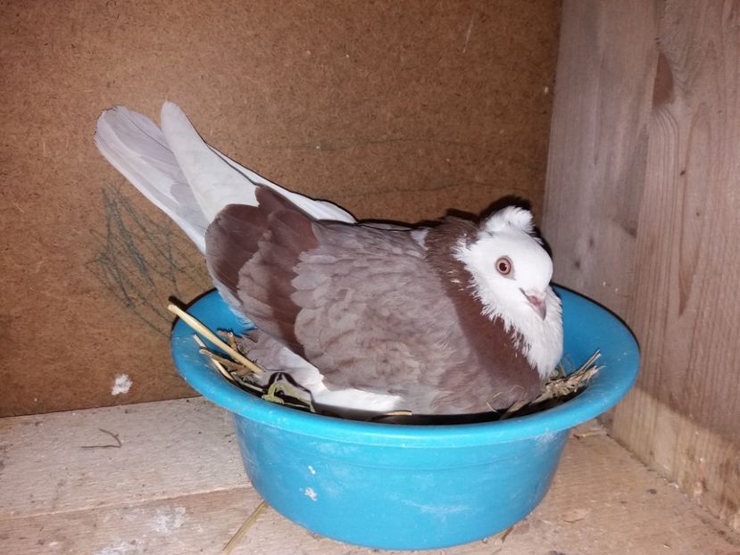  - Jucători de Amara