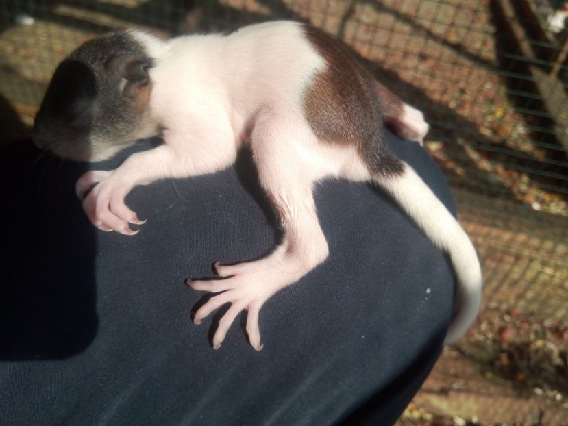  - veverite autohtone