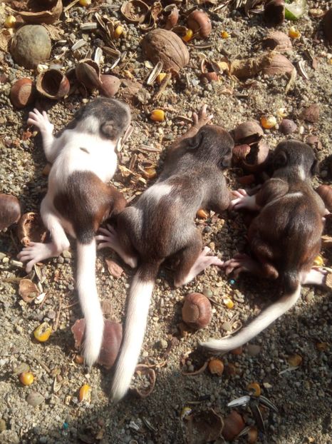 Primii pui 2018 - veverite autohtone