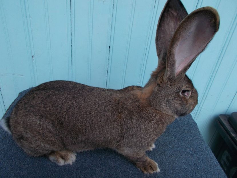 2 ani - FEMELA UGG NR 6 96 P