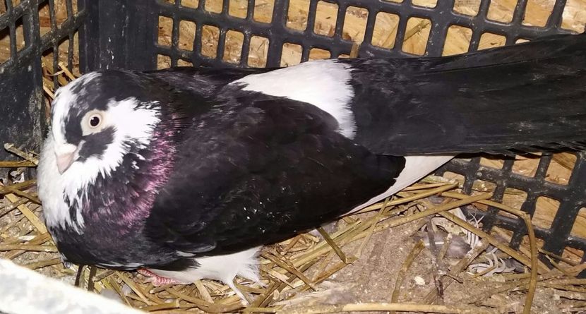 Mascata - 4-Jucatori de Galati