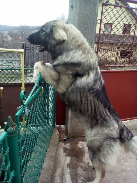  - Novac de pe Somes - Ciobanesc Romanesc Carpatin