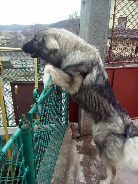  - Novac de pe Somes - Ciobanesc Romanesc Carpatin