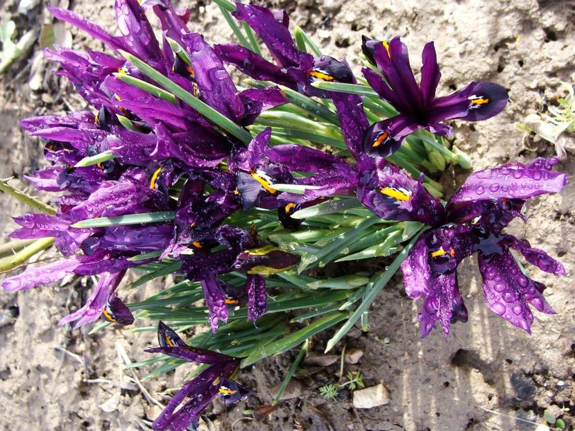 9 martie - Martie 2018