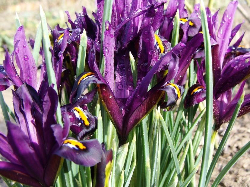 28782623_2026347384310347_5210324895220629504_o - Martie 2018